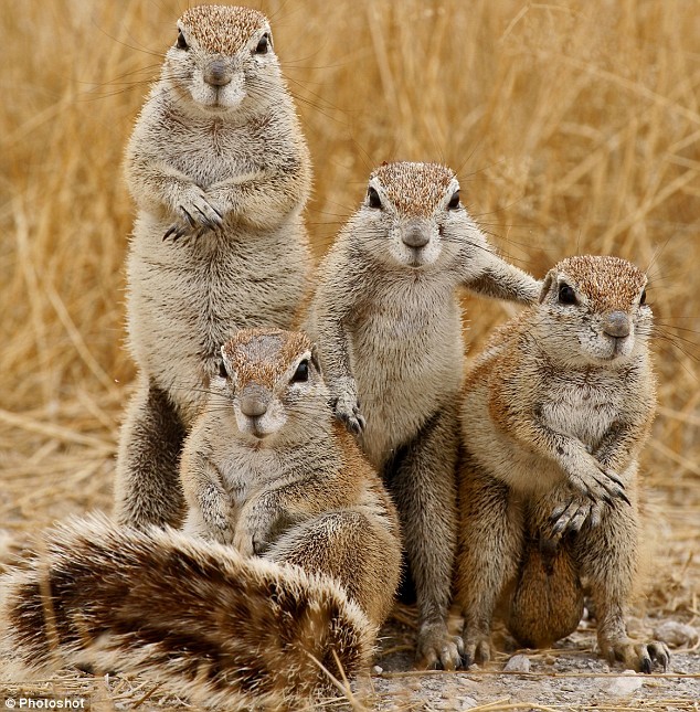 angry Squirrels