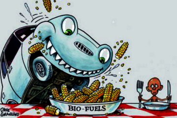 Whats Wrong with Biofuels?
